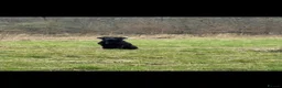 Labrador Retriever dogs for sale: KC registered stunning black labradors  in Heywood - Advert 2