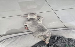 French Bulldog dogs for sale: Ralphie 12 week old French Bulldog - Image 16