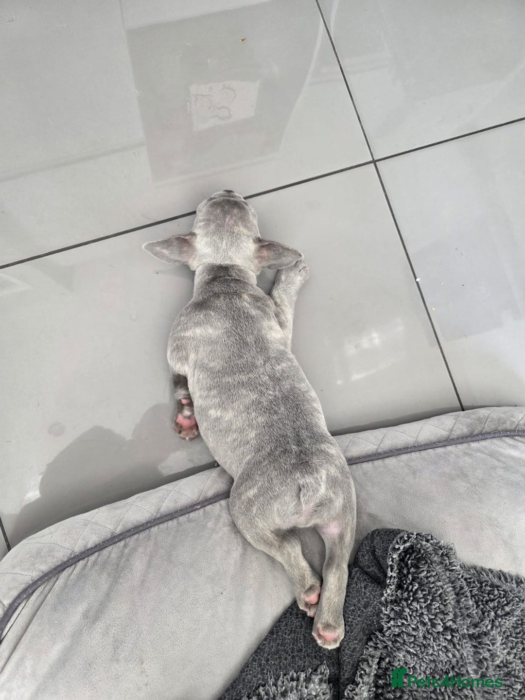 French Bulldog dogs for sale: Ralphie 12 week old French Bulldog - Image 16