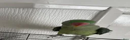 Parakeets birds for sale: Alexandrine Parakeet  in Birmingham - Advert 9
