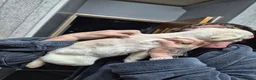 Pug dogs for sale: 3 pugs - Advert 5