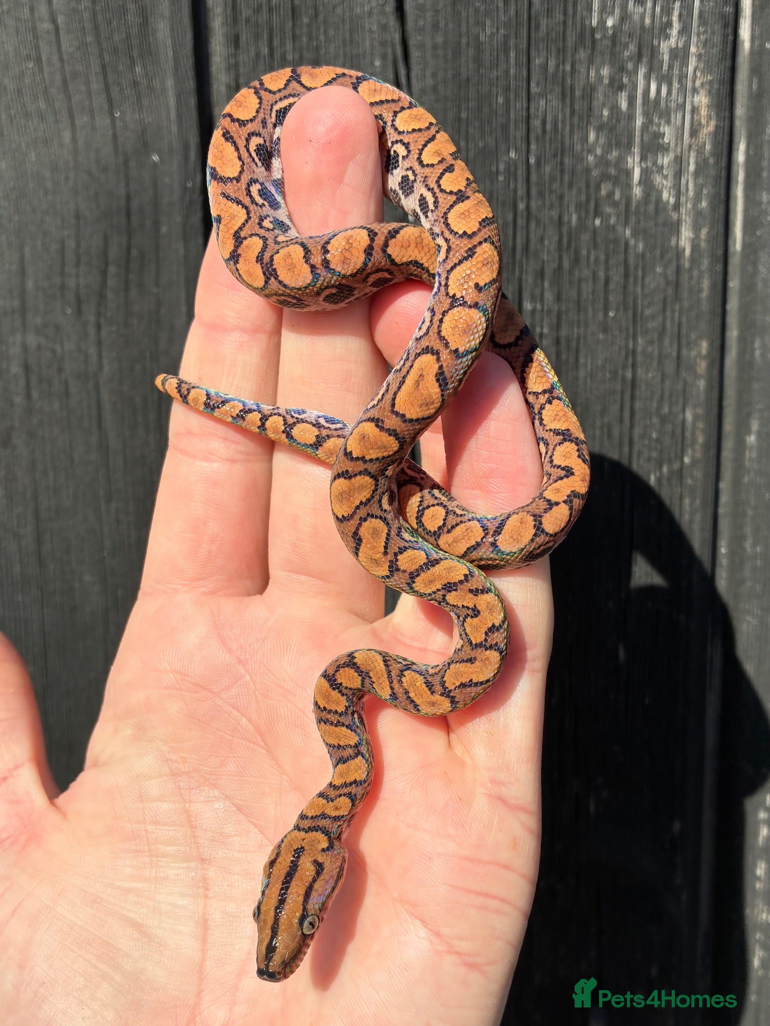 Boa Snake reptiles Brazilian Rainbow Boa babies - Advert 1