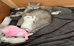 British Shorthair cats for sale: Beautiful British short hairs  - Image 16