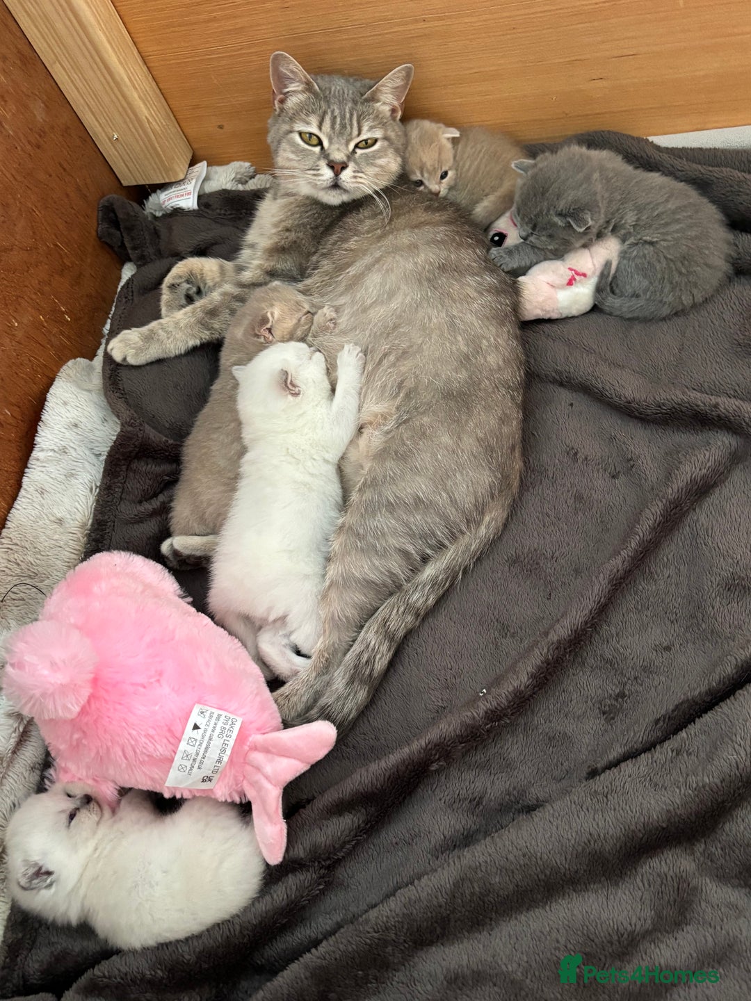 British Shorthair cats for sale: Beautiful British short hairs  - Image 16
