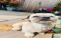 Lhasa Apso dogs for stud: Beautiful Lhasa Apso - Image 7
