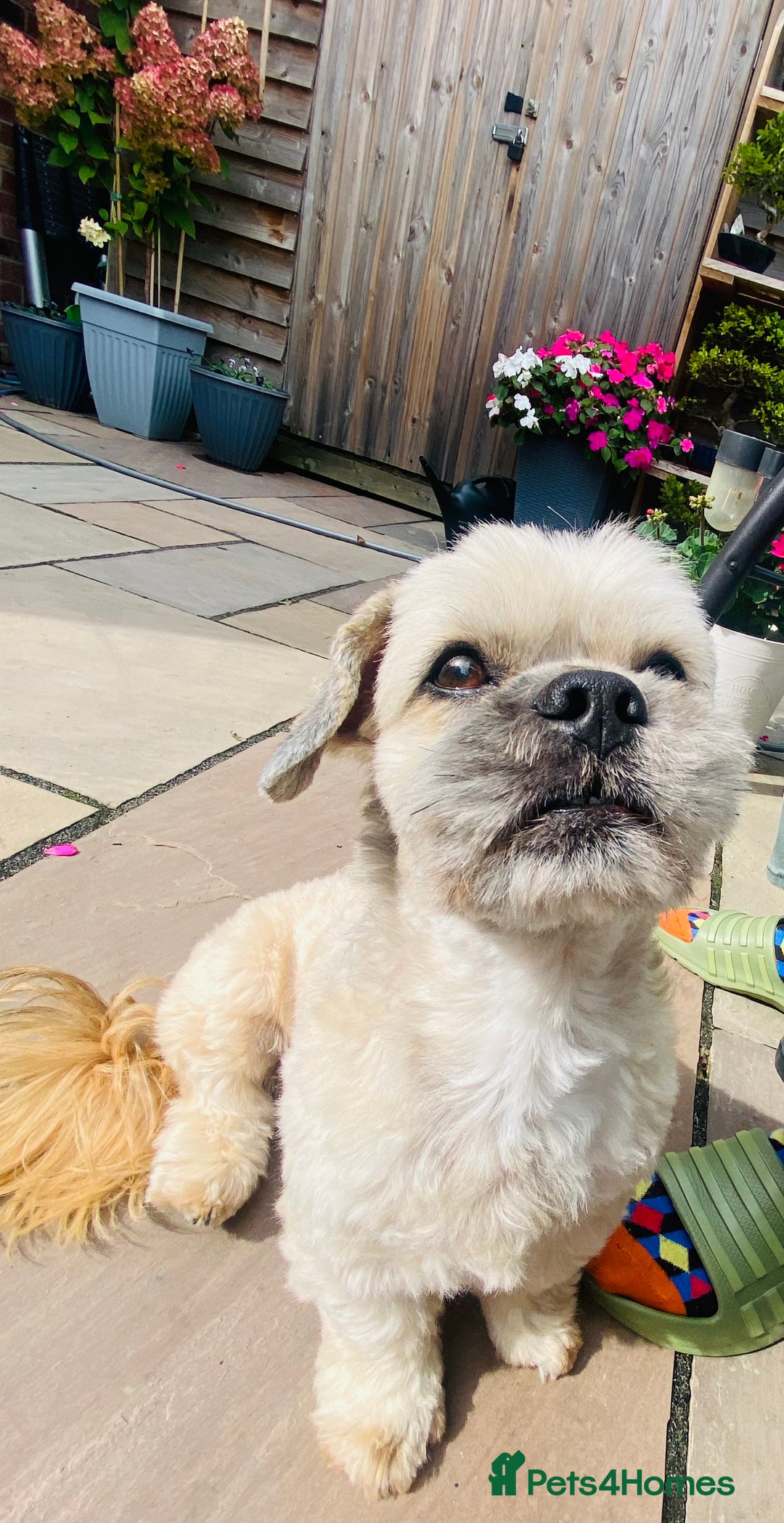 Lhasa Apso dogs for stud: Beautiful Lhasa Apso - Image 7
