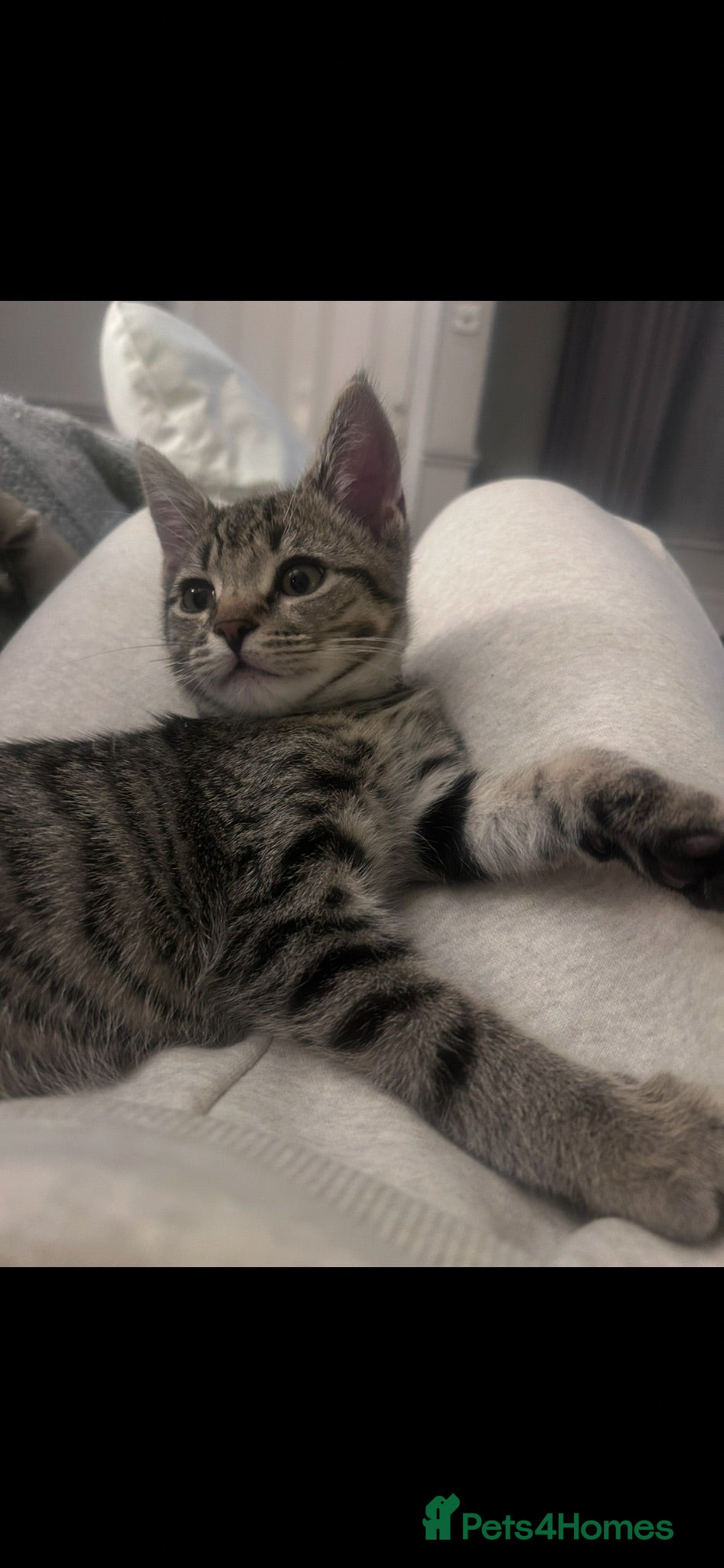 Domestic Shorthair cats Donut Tabby  - Advert 1