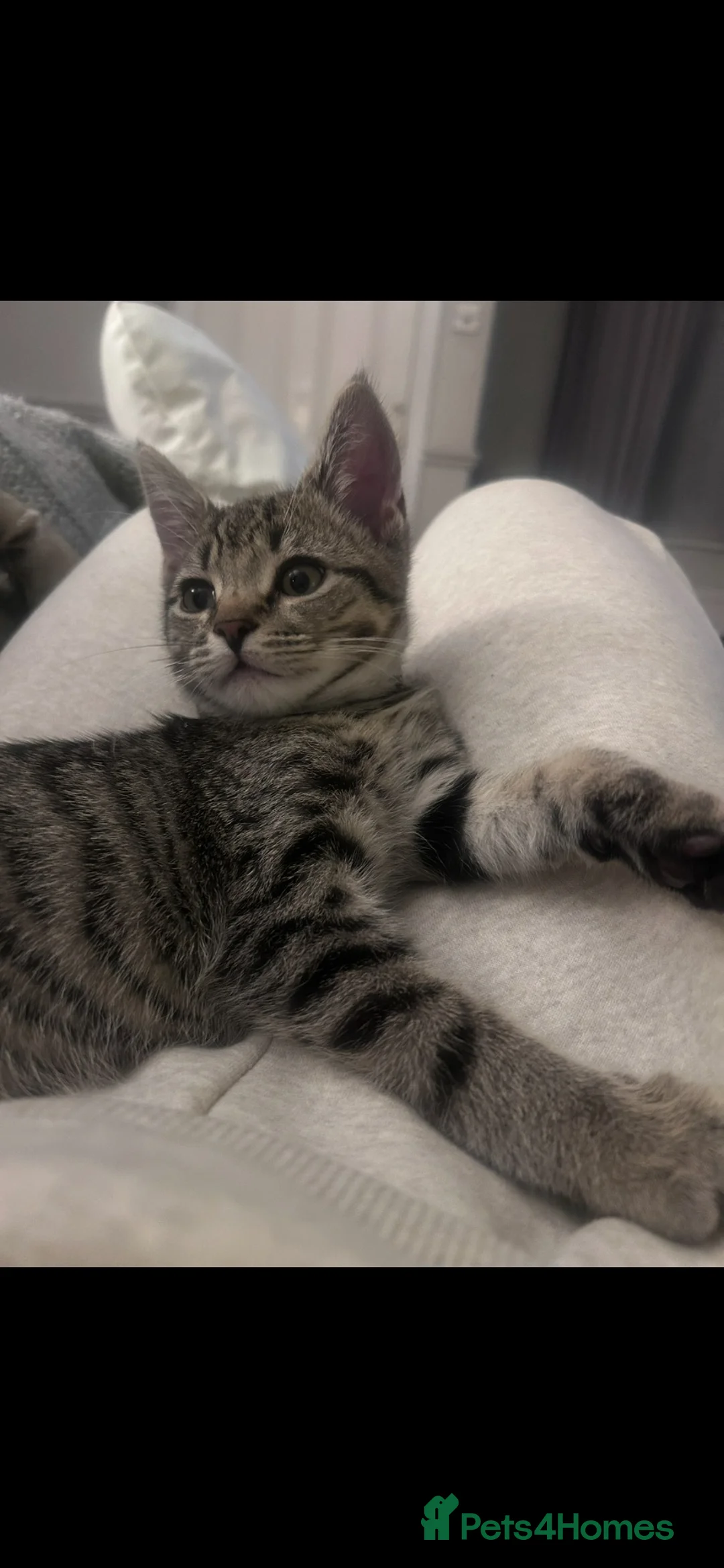 Domestic Shorthair cats for sale: Donut Tabby  - Advert 1