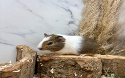 Guinea Pig rodents for sale: LOTS OF GUINEA PIGS FOR SALE 💗 - Image 15