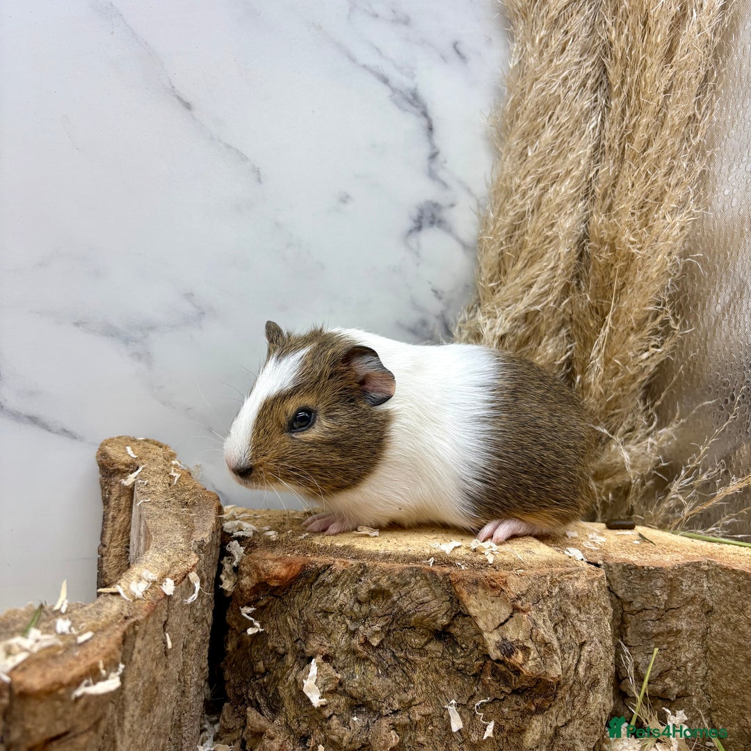 Guinea Pig rodents for sale: LOTS OF GUINEA PIGS FOR SALE 💗 - Image 15