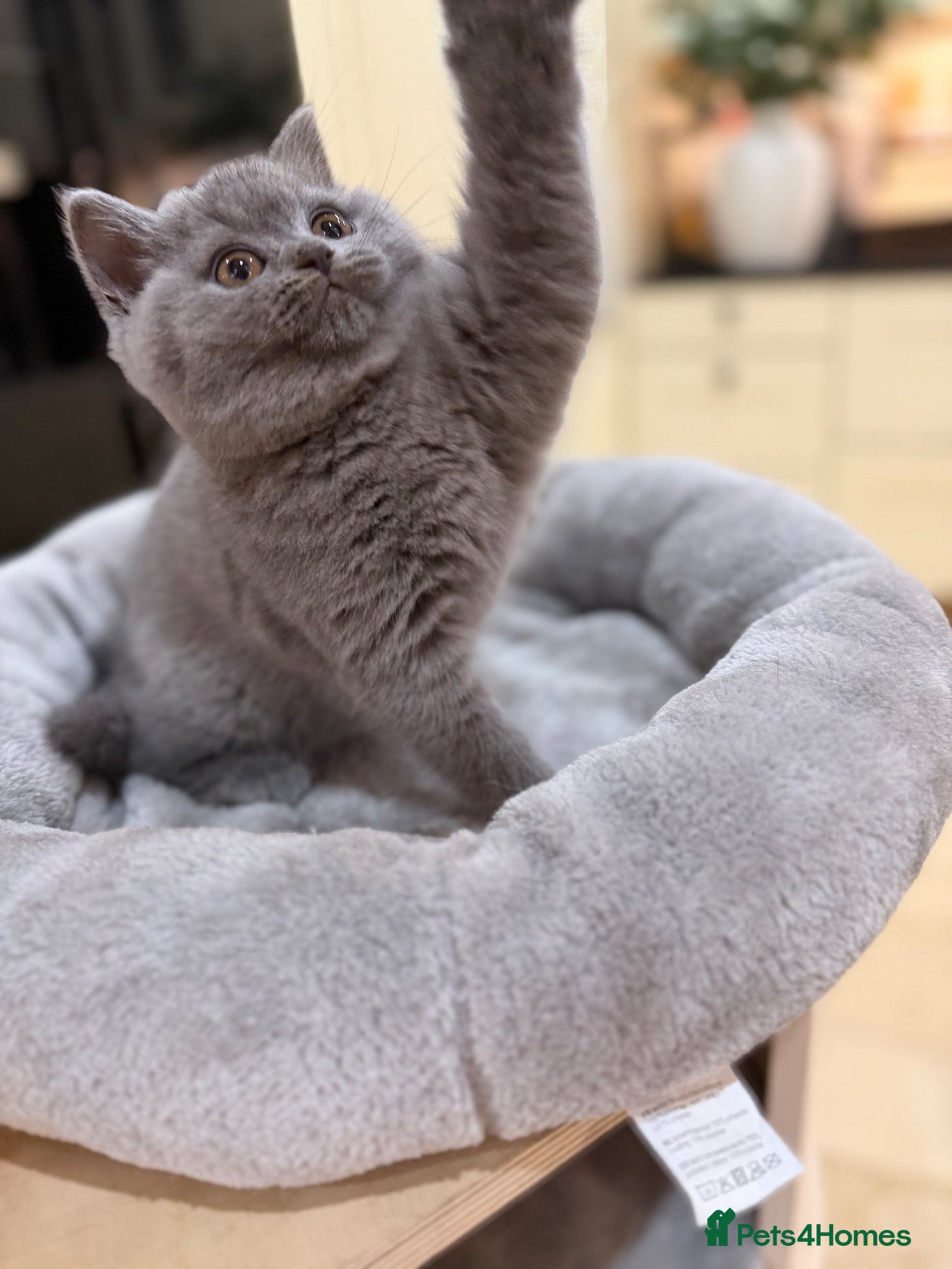 British Shorthair cats FULL PEDIGREE REGISTERED BSH  - Advert 2