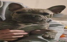 French Bulldog dogs for sale: GOLDEN French Bulldog  - Image 2