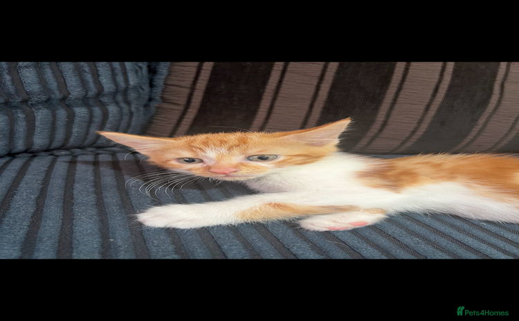 Mixed Breed cats - Advert 16