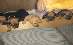Mixed Breed dogs for sale: Mastiff x rottweiler  - Image 2
