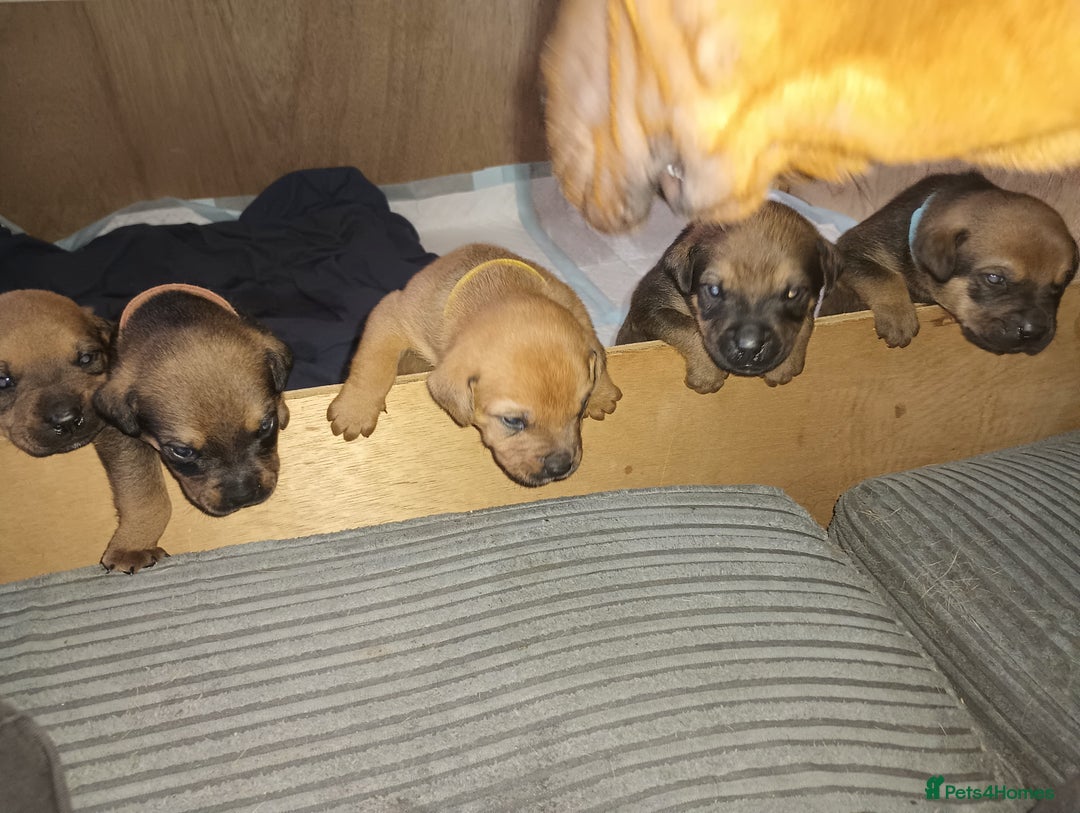 Mixed Breed dogs for sale: Mastiff x rottweiler  - Image 2