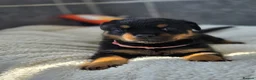 Rottweiler dogs for sale: Gorgeous Rottweiler Puppies  - Advert 6