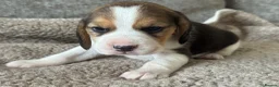 Beagle dogs for sale: TRUE SHOW TYPE KC REGISTERED BEAGLES - Advert 9