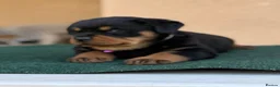Rottweiler dogs for sale: 💃lovely gentle giant🕺 available to new homes🍌🍌 in Selby - Advert 5