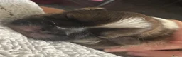 Shih Tzu dogs for sale: Shih Tzu pups - Advert 13