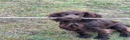 Cocker Spaniel dogs for sale: Working cocker spaniel puppies kc reg in Brough - Advert 8