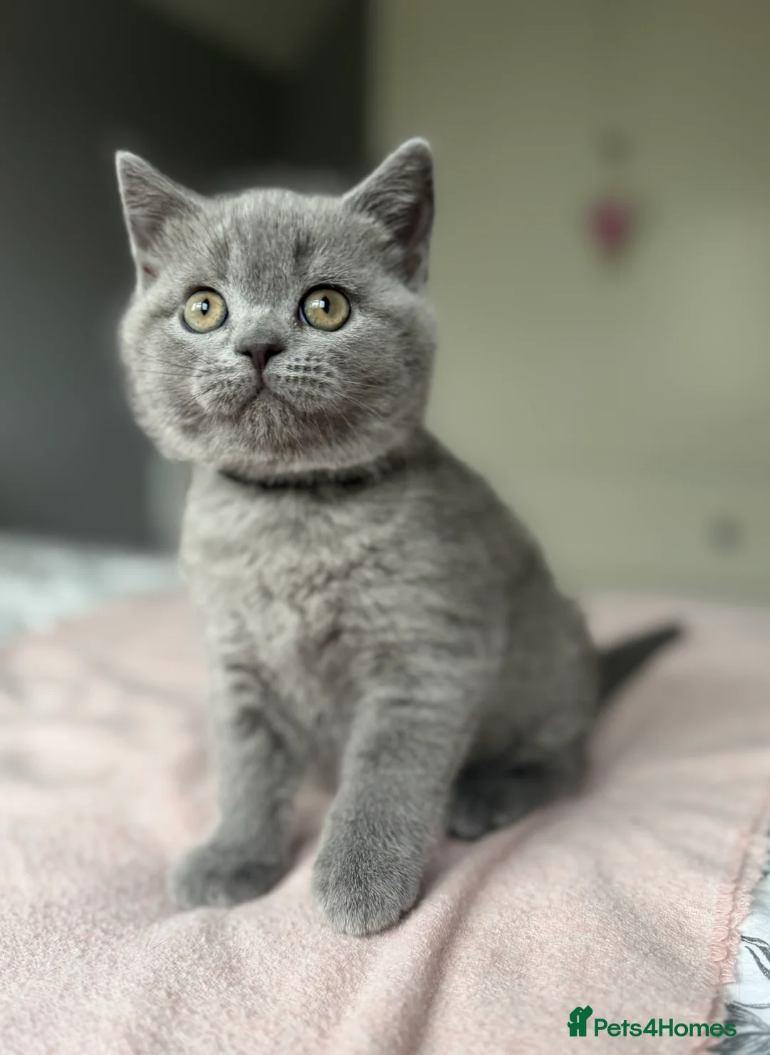 British Shorthair cats for sale: GCCF registered British Shorthair Kittens - Advert 3
