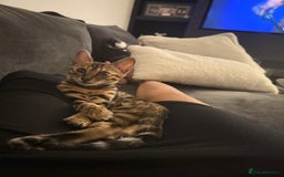 Bengal cats for sale: Beautiful bengal kitten - Image 4