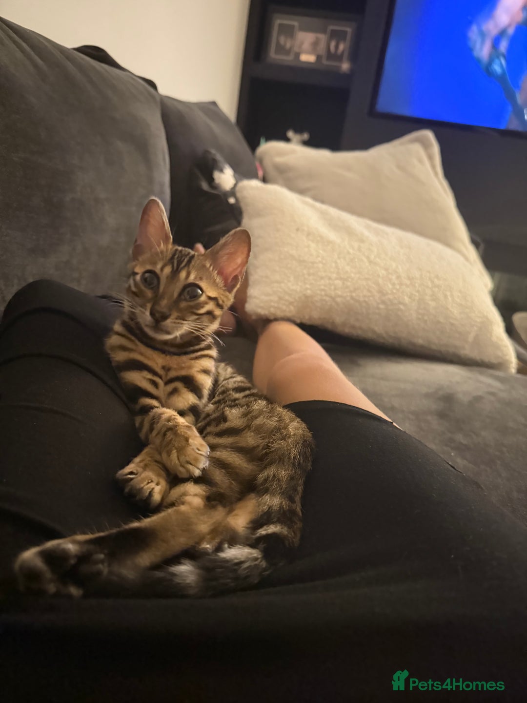 Bengal cats for sale: Beautiful bengal kitten - Image 4