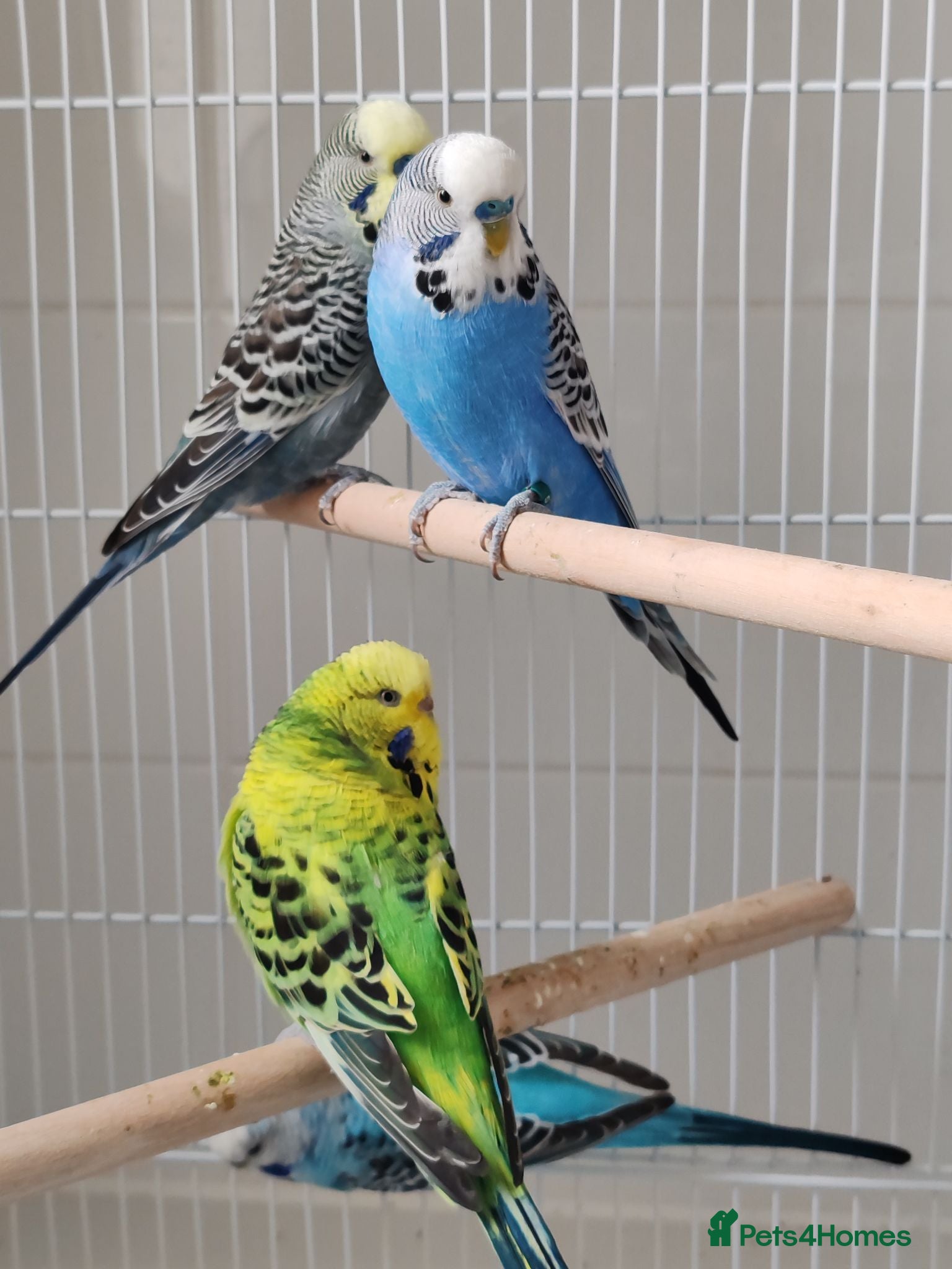 Mixed Breed birds Budgies  - Advert 20