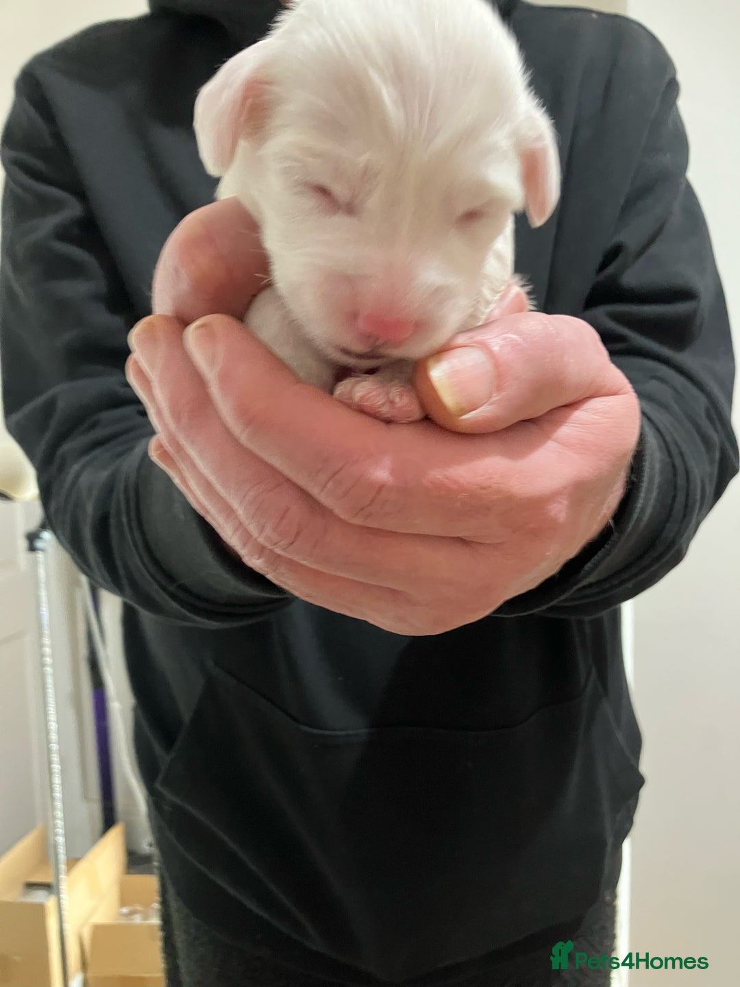 Tibetan Terrier dogs for sale: Tibetan Terrier puppies for sale - Advert 6