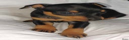 Miniature Pinscher dogs for sale: LAST PUPPY - LADYLUCKPINS KC MIN PINS - Advert 33