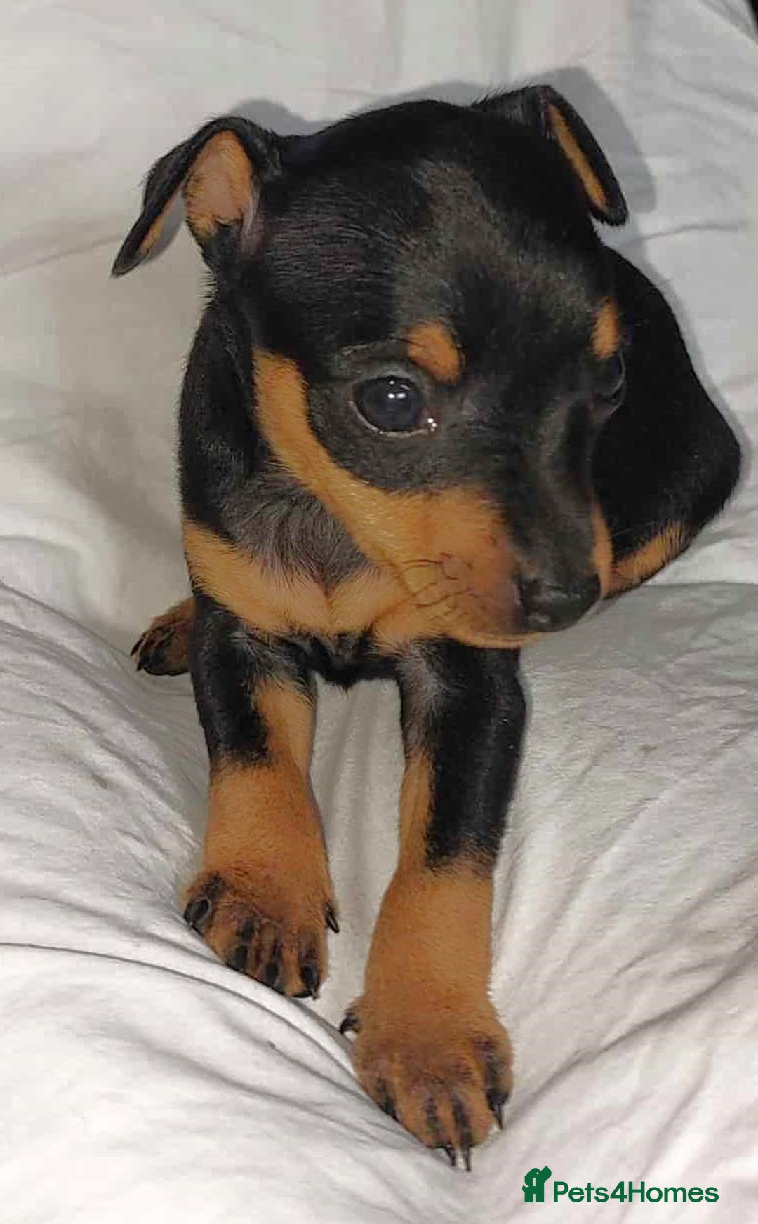 Miniature Pinscher dogs for sale: LAST PUPPY - LADYLUCKPINS KC MIN PINS - Advert 33