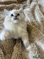 Ragdoll cats GCCF Registered Ragdoll Kittens - Advert 1