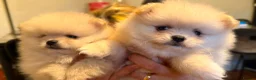 Pomeranian dogs for sale: Pomeranian 6 weeks   - Advert 14