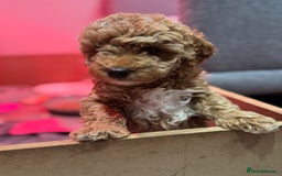 Miniature Poodle dogs for sale: Stunning Miniture Poodles - Image 9