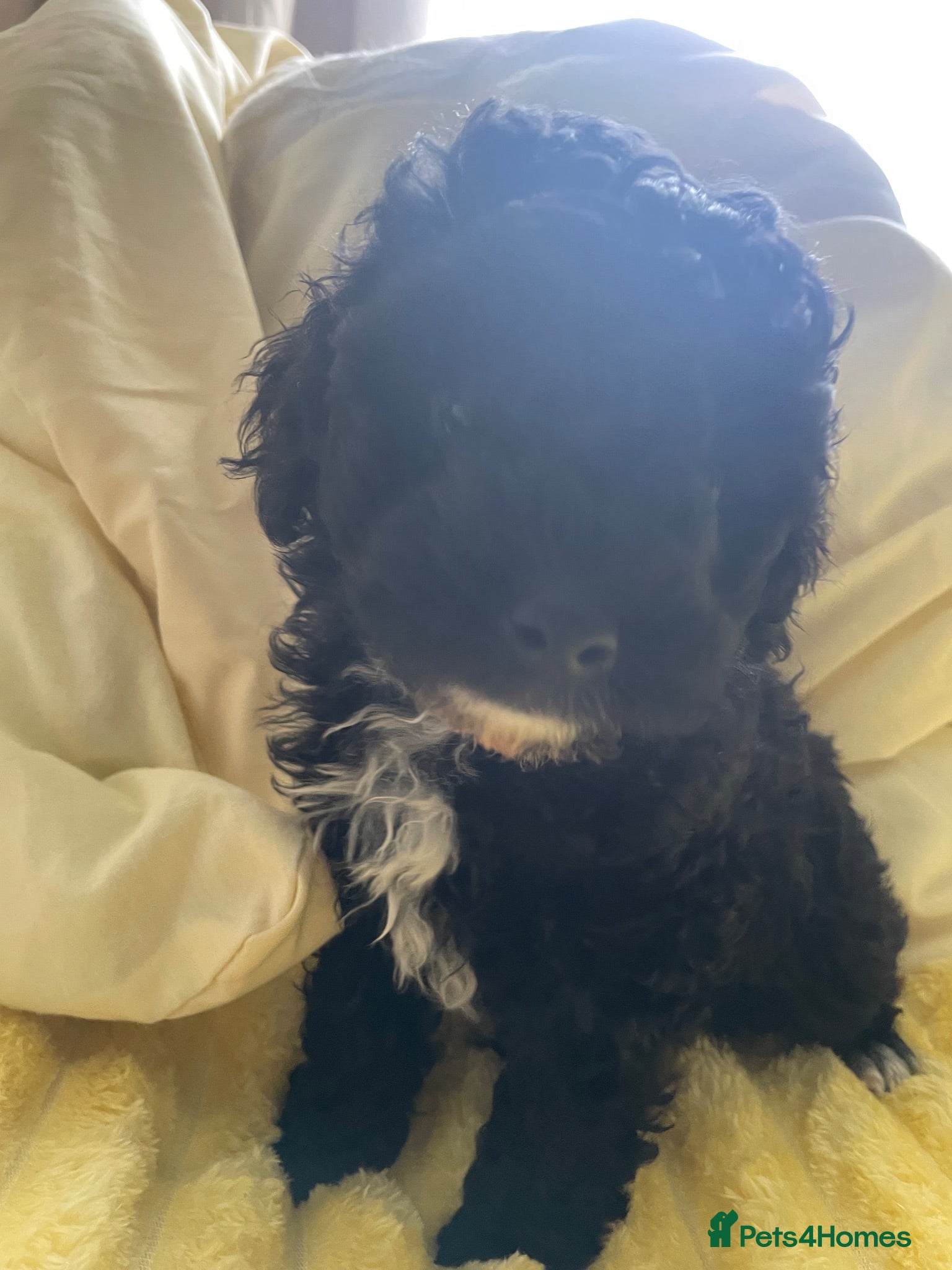 Poodle dogs Toy poodle - Advert 2