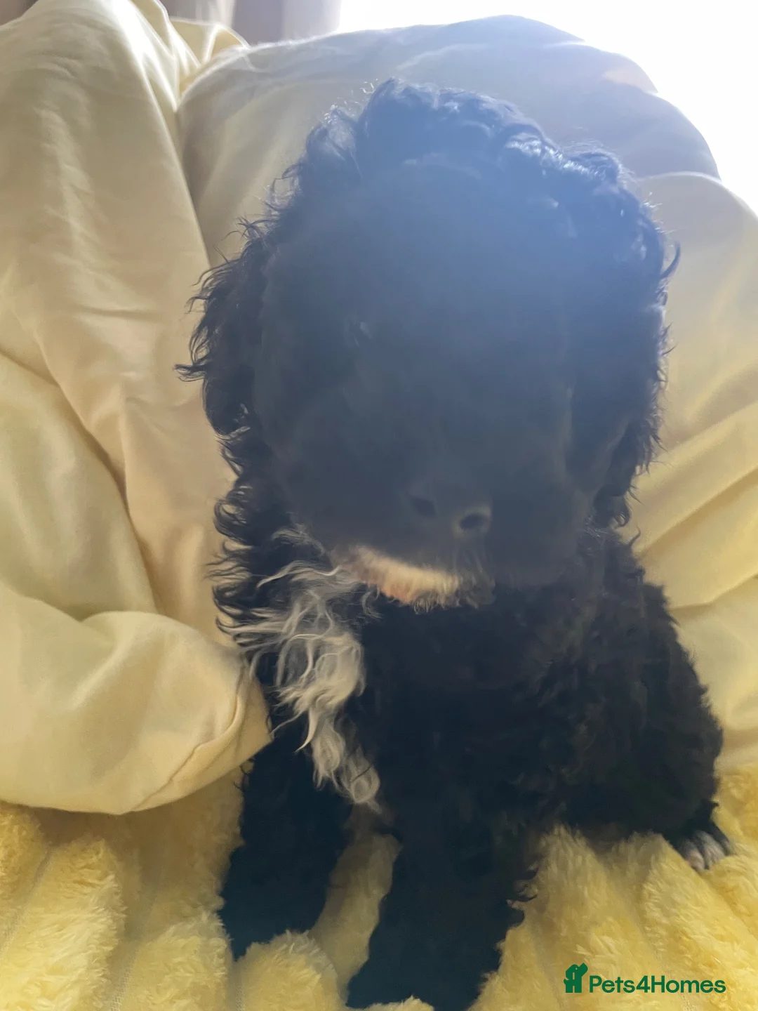 Poodle dogs for sale: Toy poodle - Advert 1