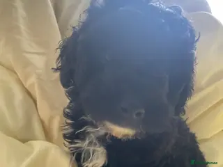 Poodle dogs Toy poodle - Advert 6
