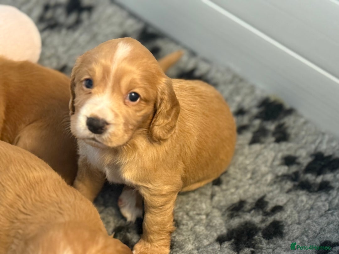 Cocker Spaniel dogs for sale: Stunning KC Working Cocker Spaniel Puppies - Image 13