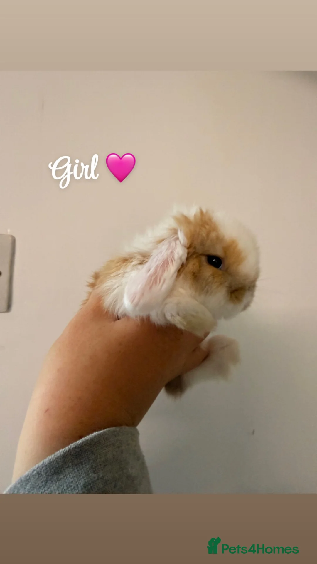 Mini Lop rabbits for sale: 5 gorgeous mini lops babies  - Advert 5