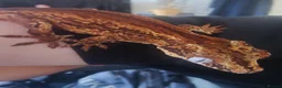 Gecko reptiles for sale: Gargoyle Gecko in Mansfield - Advert 3
