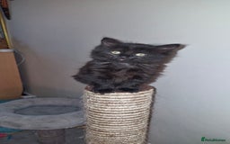 Mixed Breed cats for sale: Last boy. Possible delivery - Advert 4