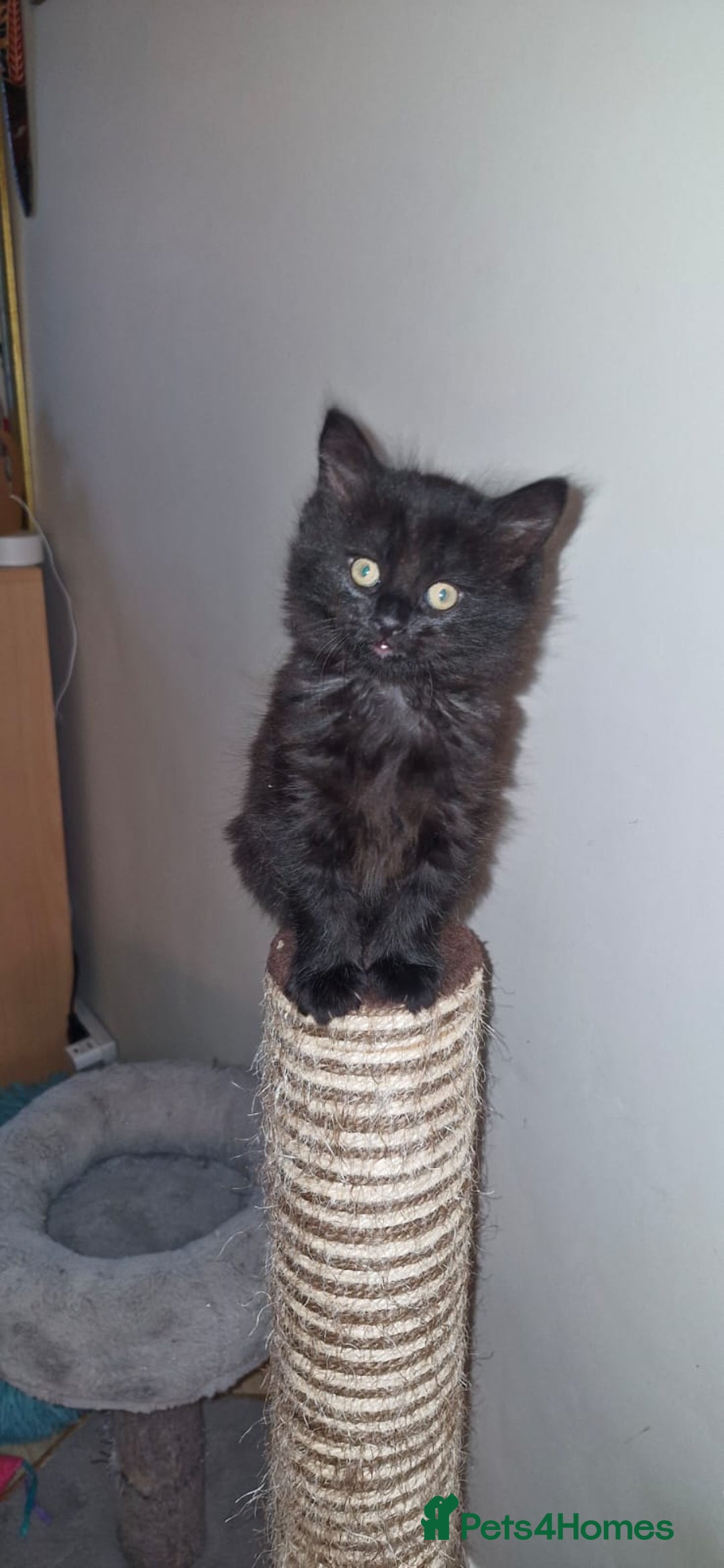 Mixed Breed cats for sale: Last boy. Possible delivery - Advert 4