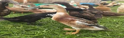 Ducks poultry for sale: Indian Runner Female Ducks, ducklings, turkeys - Advert 9