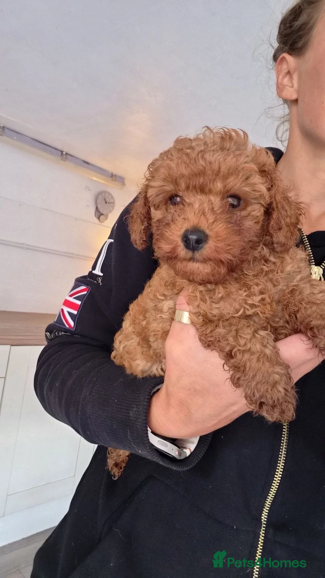 Toy Poodle dogs for sale: KC FOX RED  **  TOY POODLES in Clitheroe - Advert 8