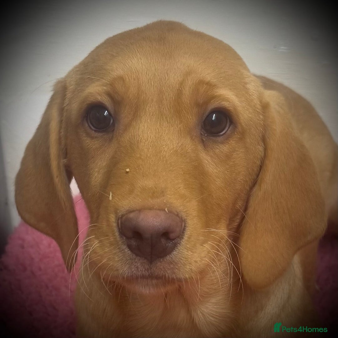 Labrador Retriever dogs for sale: 🧡 Pale Fox Red Yellow Labrador Puppies 💛 - Advert 10