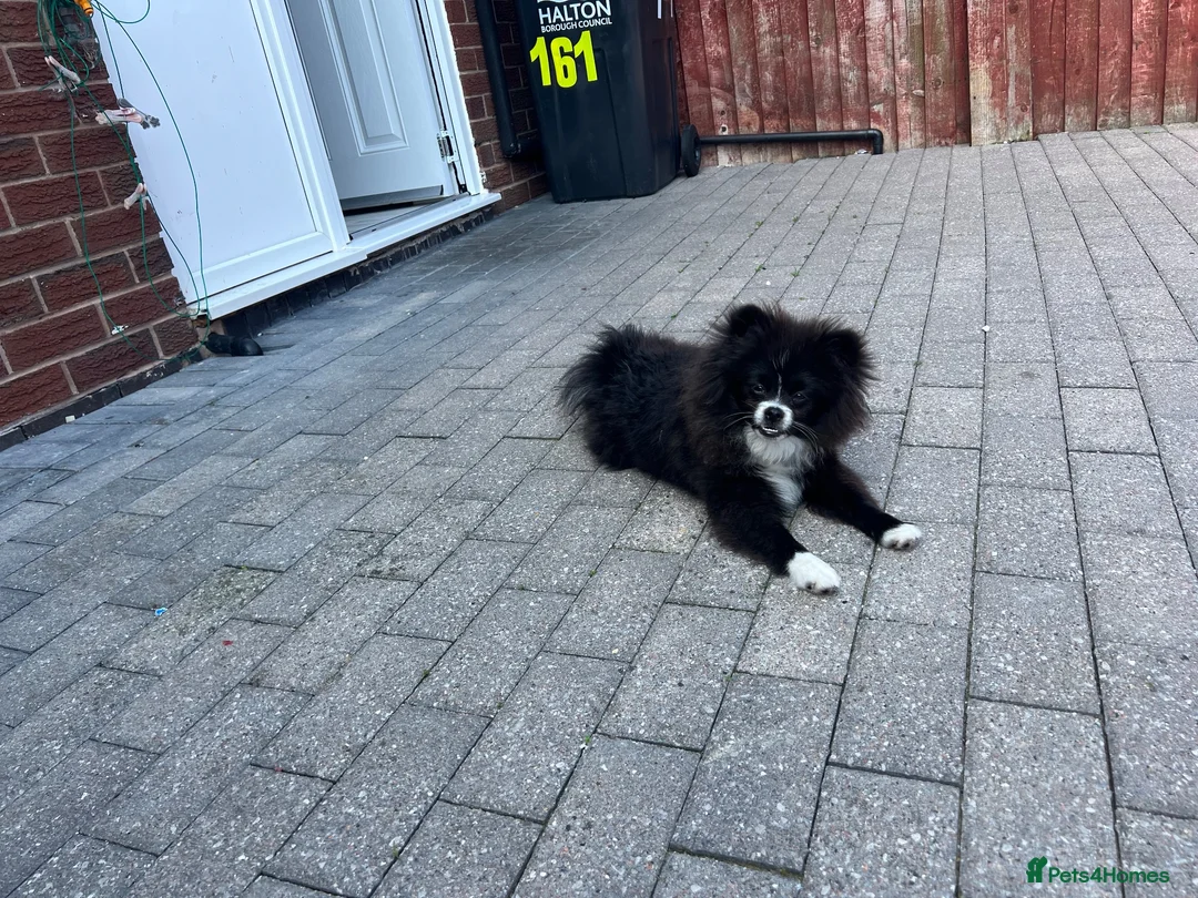 Pomeranian dogs for sale: Amazing puppy for rehomeing - Advert 2