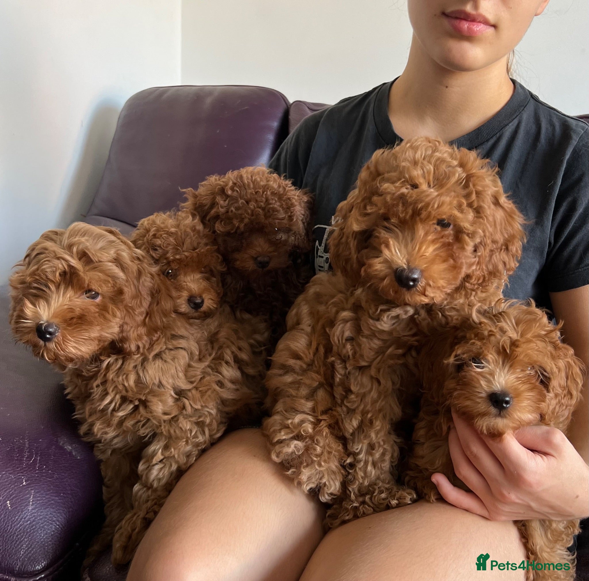 Cavapoo dogs Toy red teddy bear F1B Cavapoos by Asian toy dad - Advert 2