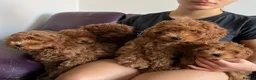 Cavapoo dogs for sale: Toy red teddy bear F1B Cavapoos by Asian toy dad in Chigwell - Advert 2