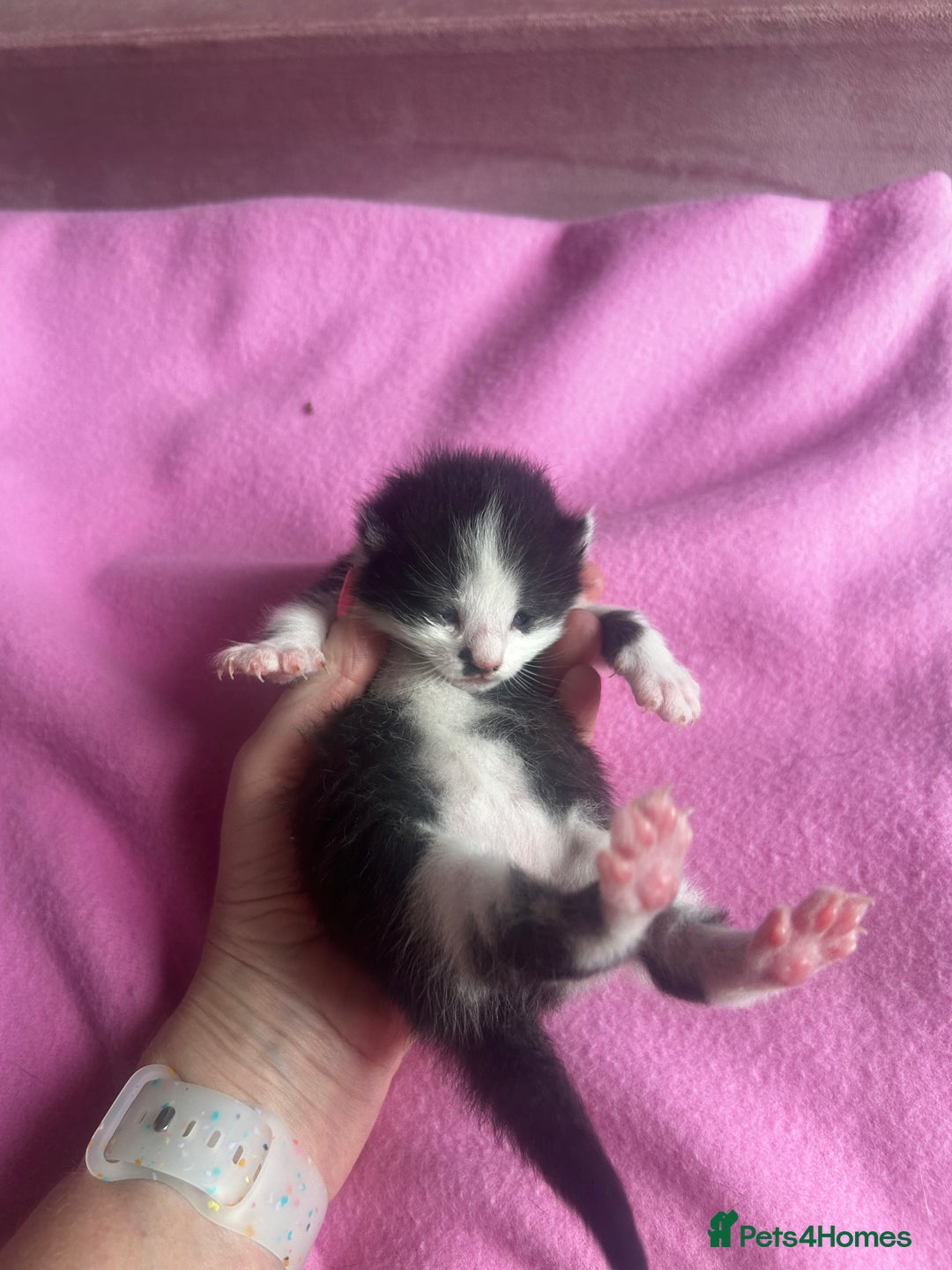 Mixed Breed cats for sale: 2 beautiful tabby girls and 1 Black & white Boy - Image 9