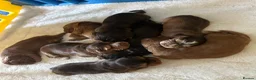 Cocker Spaniel dogs for sale: 🌟 OUTSTANDING KC SHOW COCKER SPANIELS 🌟 - Advert 18